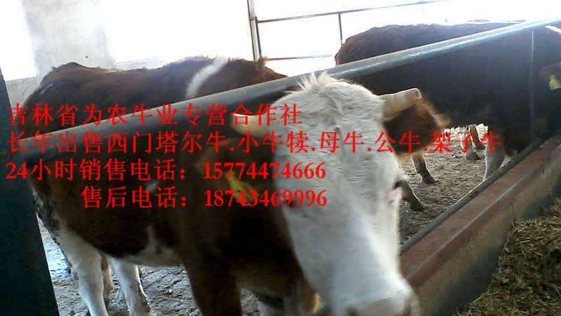 昂昂溪区吉林哪里牛价低 营城子肉牛 肉牛交易市场 营城子西门塔尔