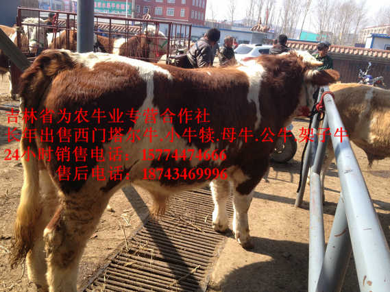 龙凤区四平架子牛&nbsp;&nbsp;西门塔尔牛价格&nbsp;&nbsp;什么牛长得快