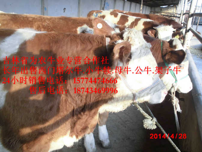 龙凤区四平架子牛&nbsp;&nbsp;西门塔尔牛价格&nbsp;&nbsp;什么牛长得快
