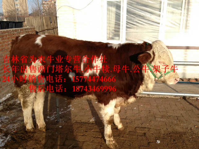 伊金霍洛旗黄牛交易市场 东北改良牛 西门塔尔架子牛 西门塔尔牛价格