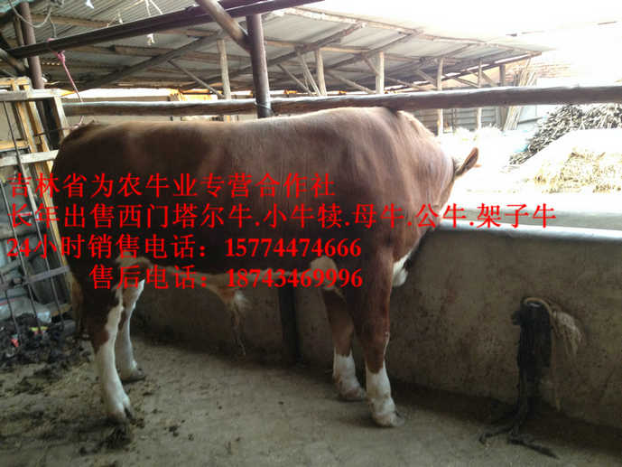 敦化市东北哪里买牛犊&nbsp;&nbsp;西门塔尔改良牛&nbsp;&nbsp;售西门塔尔牛犊