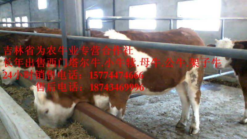 新民市吉林牛犊价格 东北黄牛市场 肉牛交易市场 夏落来牛价格
