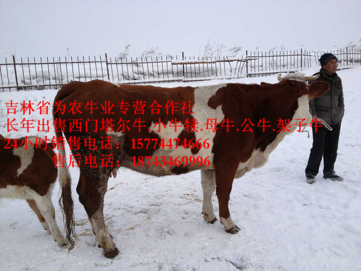 东乌珠穆沁旗东北西门塔尔牛&nbsp;&nbsp;东北改良牛&nbsp;&nbsp;什么牛长得快&nbsp;&nbsp;四平繁育肉牛