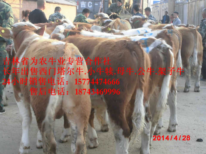 乌伊岭区什么牛最好养 黄牛交易市场 东北养殖合作社