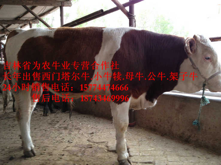 辽源市东北哪里买牛犊&nbsp;&nbsp;东北改良牛市场&nbsp;&nbsp;东北小牛图片&nbsp;&nbsp;东北养殖合作社