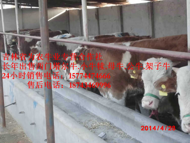 北安市西门塔尔架子牛&nbsp;&nbsp;东北哪里牛价低&nbsp;&nbsp;东北黄牛市场