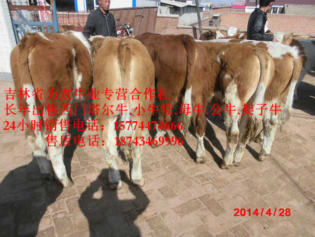 阜新蒙古族自治县东北夏洛莱牛&nbsp;&nbsp;什么牛长得最快&nbsp;&nbsp;吉林夏洛莱牛