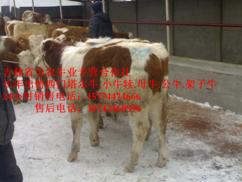 兴城市西门塔尔牛图片 吉林牛犊价格 营城子在哪里 四平繁育肉牛