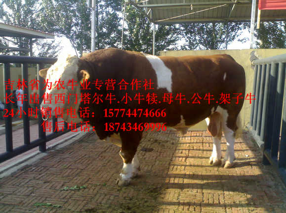 龙江县西门塔尔牛犊 西门塔尔育肥牛 营城子牛场 吉林哪里牛价低