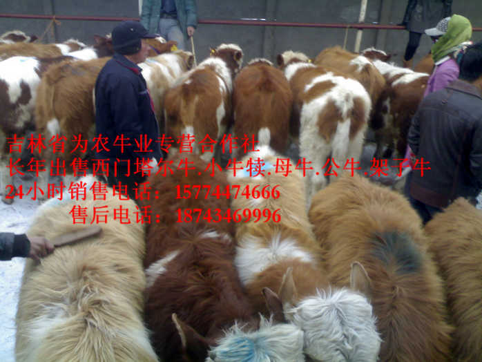 凌海市吉林牛犊价格&nbsp;&nbsp;哪里有西门塔尔&nbsp;&nbsp;吉林正规养殖场&nbsp;&nbsp;东北牛犊图片