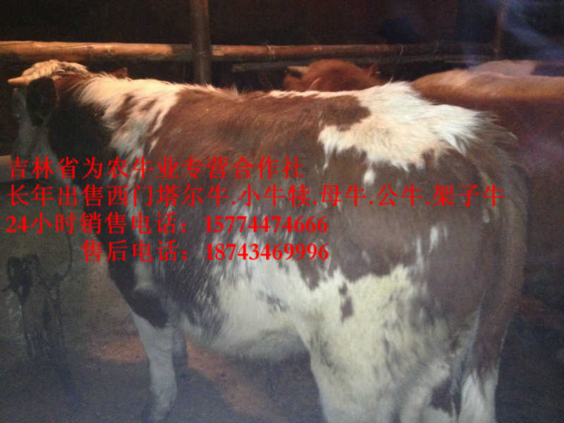 海勃湾区西门塔尔出肉率 吉林牛犊图片 西门塔尔牛批发