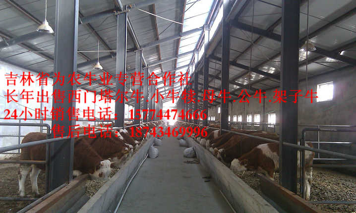 富拉尔基区西门塔尔育肥牛&nbsp;&nbsp;西门塔尔出肉率&nbsp;&nbsp;吉林养殖合作社&nbsp;&nbsp;西门塔尔牛犊