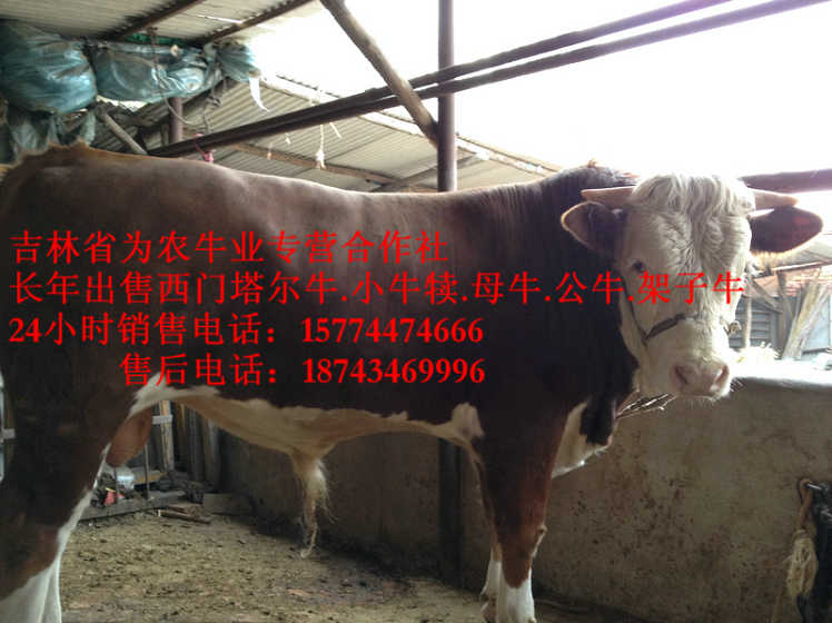 木兰县西门塔尔牛价格 四平繁育肉牛 东北改良牛基地 西门塔尔出肉率