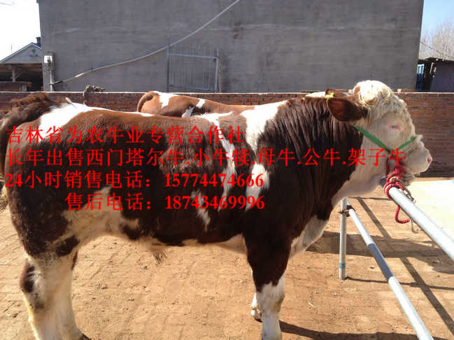 镶黄旗牛病防治&nbsp;&nbsp;牛犊交易市场&nbsp;&nbsp;吉林夏洛莱牛