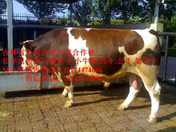 汪清县东北牛犊价格&nbsp;&nbsp;夏落来牛价格&nbsp;&nbsp;四平繁育母牛&nbsp;&nbsp;四平繁育肉牛