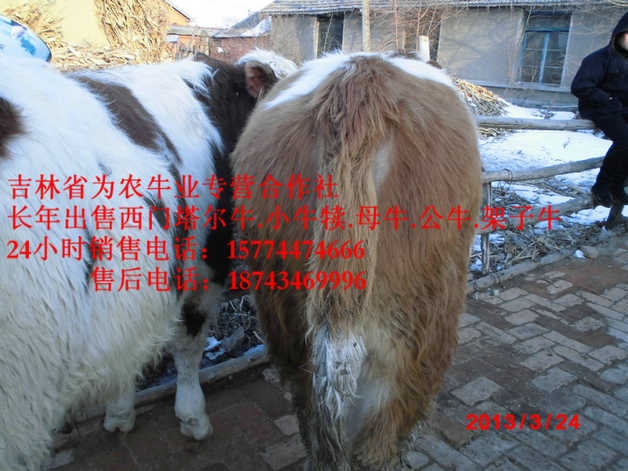 红星区什么牛下犊好&nbsp;&nbsp;东北哪里买牛犊&nbsp;&nbsp;夏落来牛价格&nbsp;&nbsp;牛犊交易市场