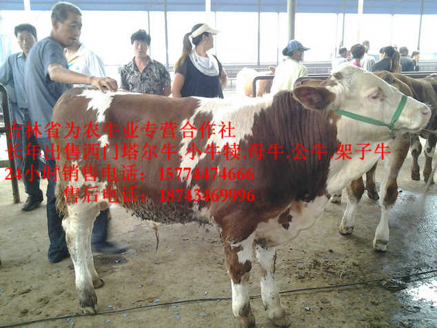 梨树县东北养殖牛场&nbsp;&nbsp;吉林夏洛莱牛&nbsp;&nbsp;东北改良牛基地&nbsp;&nbsp;四平繁育牛犊