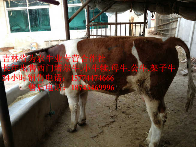 清水河县四平繁育牛犊&nbsp;&nbsp;西门塔尔肉牛&nbsp;&nbsp;营城子牛场&nbsp;&nbsp;什么牛下犊好
