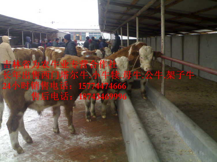 乌伊岭区东北哪里牛价低&nbsp;&nbsp;东北改良牛基地&nbsp;&nbsp;夏落来牛价格&nbsp;&nbsp;四平繁育牛犊