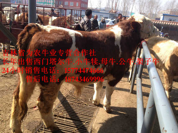 西丰县吉林养殖合作社&nbsp;&nbsp;吉林哪里牛便宜&nbsp;&nbsp;东北哪里牛价低&nbsp;&nbsp;东北夏洛莱牛