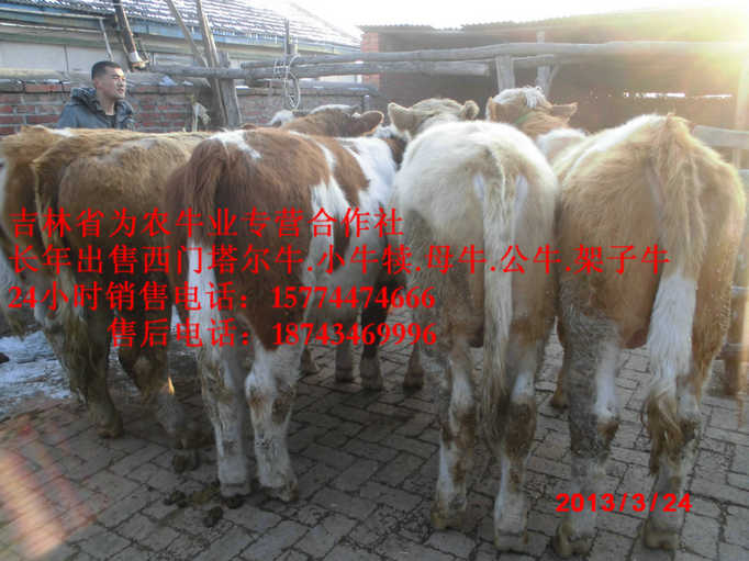 西丰县吉林养殖合作社&nbsp;&nbsp;吉林哪里牛便宜&nbsp;&nbsp;东北哪里牛价低&nbsp;&nbsp;东北夏洛莱牛