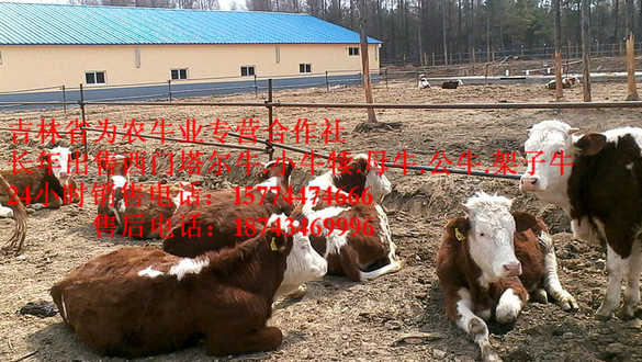 德惠市东北黄牛市场&nbsp;&nbsp;西门塔尔肉牛&nbsp;&nbsp;营城子肉牛&nbsp;&nbsp;西门塔尔牛批发