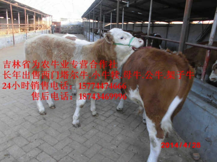苏尼特右旗东北改良牛&nbsp;&nbsp;西门塔尔育肥牛&nbsp;&nbsp;东北改良牛市场&nbsp;&nbsp;西门塔尔出肉率