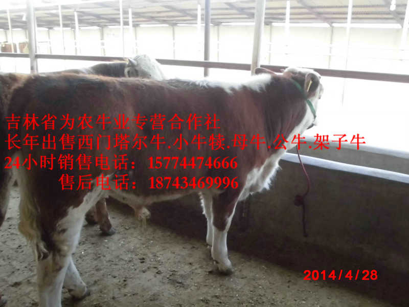 察哈尔右翼后旗东北牛犊价格&nbsp;&nbsp;西门塔尔牛价格&nbsp;&nbsp;东北西门塔尔牛&nbsp;&nbsp;东北繁育母牛