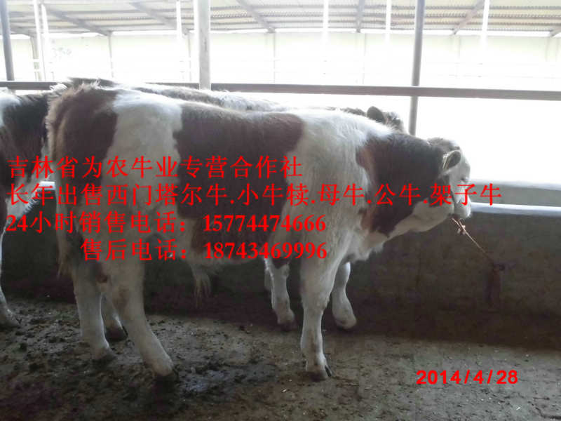 新城子区营城子牛价&nbsp;&nbsp;什么牛长得快&nbsp;&nbsp;牛饲料配比&nbsp;&nbsp;营城子西门塔尔