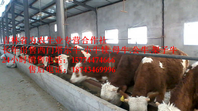 穆棱市西门塔尔牛价格&nbsp;&nbsp;东北哪里牛价低&nbsp;&nbsp;夏落来牛价格&nbsp;&nbsp;东北养殖场