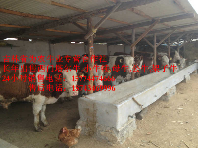 绥中县什么牛长得快 东北养殖牛场 吉林夏洛莱牛 什么牛下犊好