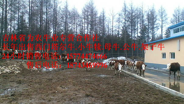 大安市东北改良牛&nbsp;&nbsp;东北牛犊图片&nbsp;&nbsp;肉牛交易市场&nbsp;&nbsp;什么牛下犊好