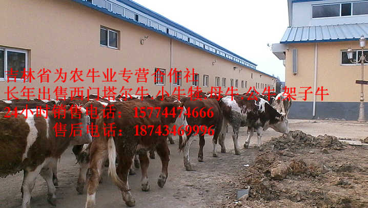 大安市东北改良牛&nbsp;&nbsp;东北牛犊图片&nbsp;&nbsp;肉牛交易市场&nbsp;&nbsp;什么牛下犊好