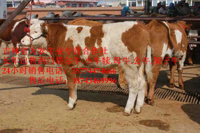 建平县营城子西门塔尔&nbsp;&nbsp;东北正规养殖场&nbsp;&nbsp;吉林繁育母牛&nbsp;&nbsp;东北改良牛