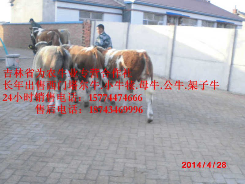 绥中县售西门塔尔牛犊 四平架子牛 东北哪里买牛犊