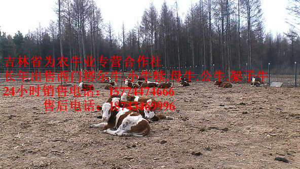 根河市东北正规养殖场 东北改良牛基地 东北养殖场 出售西门塔尔牛