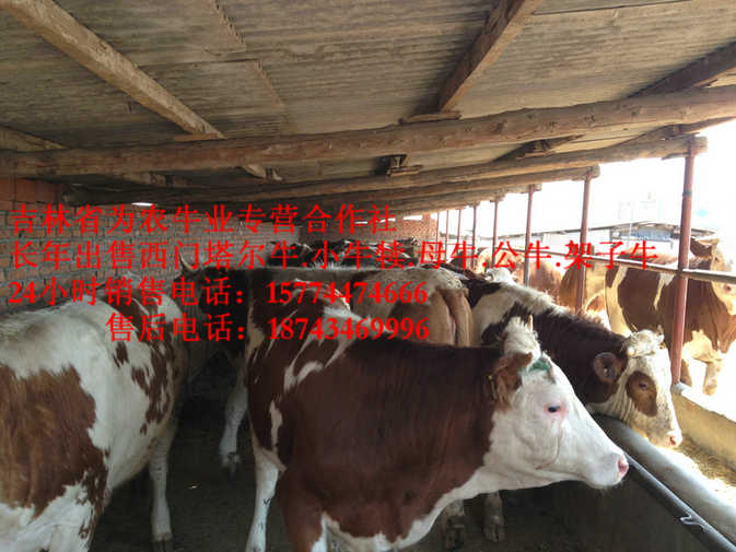 扶余县什么牛长得最快&nbsp;&nbsp;西门塔尔肉牛&nbsp;&nbsp;夏落来牛价格&nbsp;&nbsp;牛犊交易市场