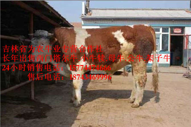 东山区吉林养殖合作社&nbsp;&nbsp;西门塔尔母牛&nbsp;&nbsp;营城子牛场&nbsp;&nbsp;西门塔尔牛厂家