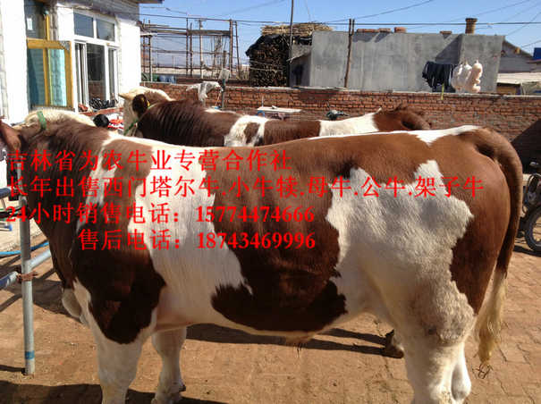 龙井市四平繁育肉牛&nbsp;&nbsp;西门塔尔牛价格&nbsp;&nbsp;营城子牛场&nbsp;&nbsp;西门塔尔改良牛