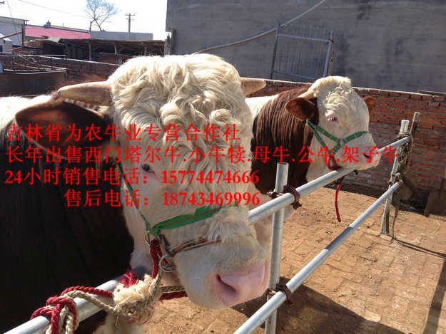 龙井市四平繁育肉牛&nbsp;&nbsp;西门塔尔牛价格&nbsp;&nbsp;营城子牛场&nbsp;&nbsp;西门塔尔改良牛