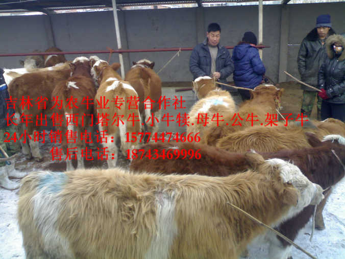 龙凤区西门塔尔牛价格&nbsp;&nbsp;吉林养殖合作社&nbsp;&nbsp;西门塔尔母牛&nbsp;&nbsp;东北小牛图片