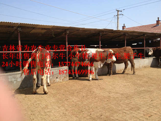 安达市东北哪里牛便宜&nbsp;&nbsp;营城子肉牛&nbsp;&nbsp;东北养殖合作社&nbsp;&nbsp;什么牛长得快