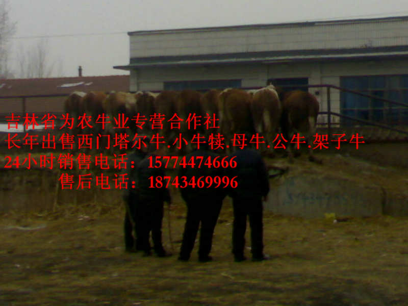 义县营城子牛品种&nbsp;&nbsp;东北正规养殖场&nbsp;&nbsp;西门塔尔牛厂家&nbsp;&nbsp;肉牛交易市场