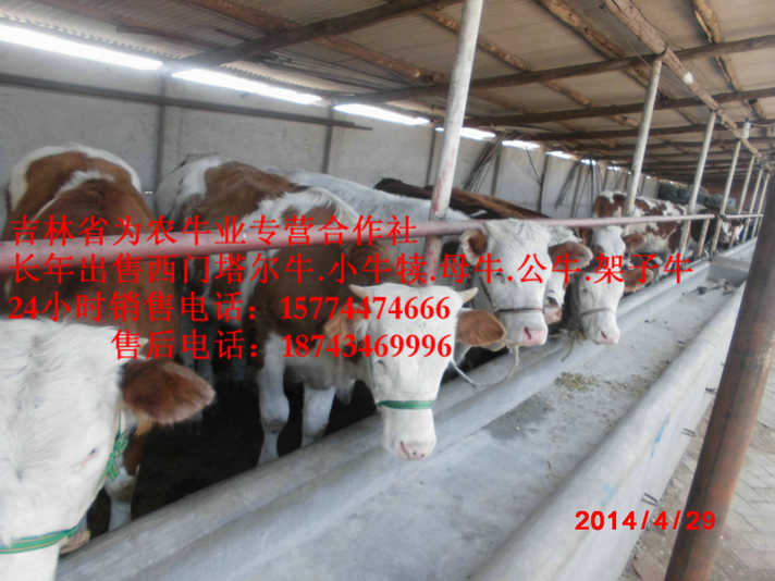 东河区夏落来牛价格&nbsp;&nbsp;牛病防治&nbsp;&nbsp;四平繁育牛犊&nbsp;&nbsp;西门塔尔牛批发