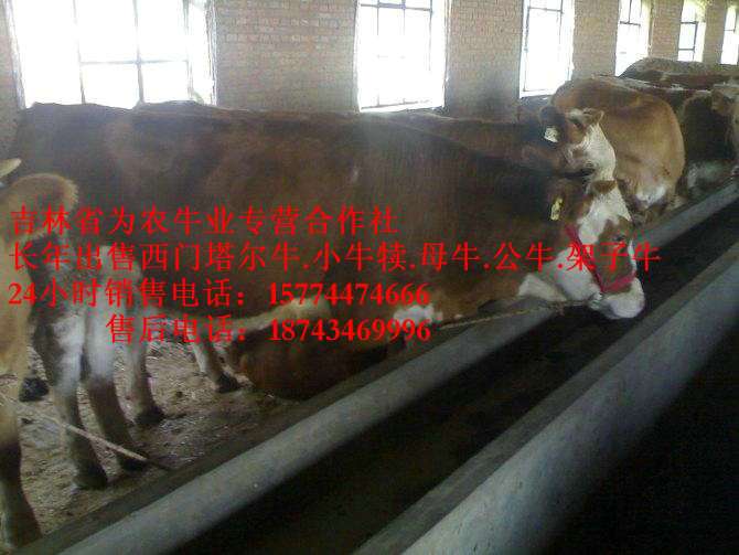 东胜市售西门塔尔牛犊&nbsp;&nbsp;牛饲料配比&nbsp;&nbsp;西门塔尔牛价格