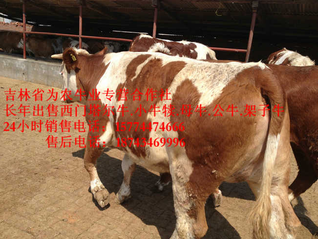翁牛特旗营城子牛价&nbsp;&nbsp;西门塔尔牛批发&nbsp;&nbsp;出售西门塔尔牛&nbsp;&nbsp;夏洛莱牛场家