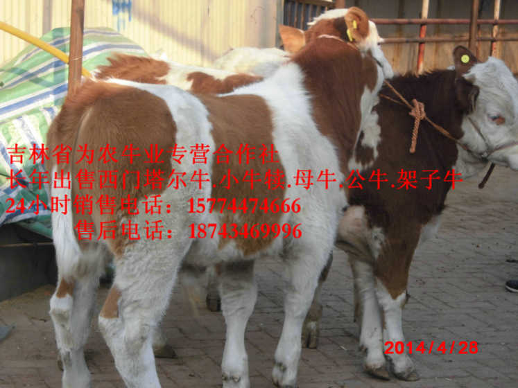 东河区吉林哪里牛价低&nbsp;&nbsp;什么牛最好养&nbsp;&nbsp;西门塔尔肉牛&nbsp;&nbsp;西门塔尔改良牛
