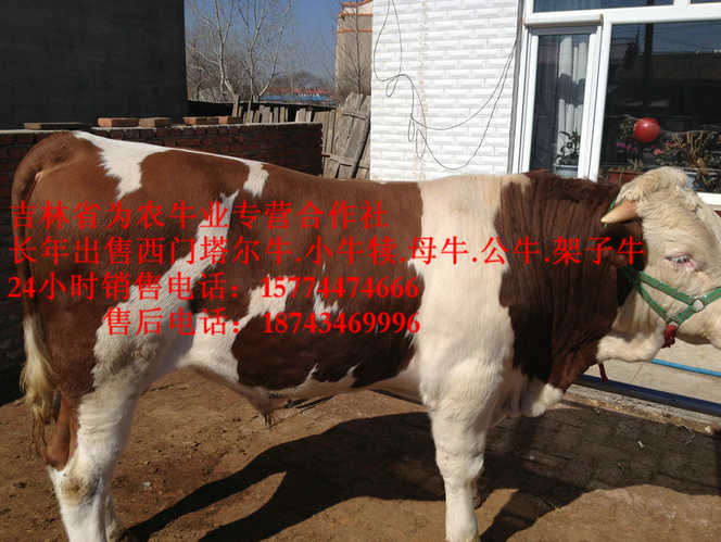 东河区吉林哪里牛价低&nbsp;&nbsp;什么牛最好养&nbsp;&nbsp;西门塔尔肉牛&nbsp;&nbsp;西门塔尔改良牛