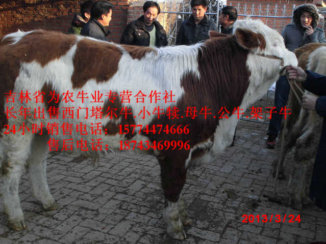 大安市什么牛最好养&nbsp;&nbsp;夏洛莱牛场家&nbsp;&nbsp;西门塔尔母牛&nbsp;&nbsp;牛犊交易市场