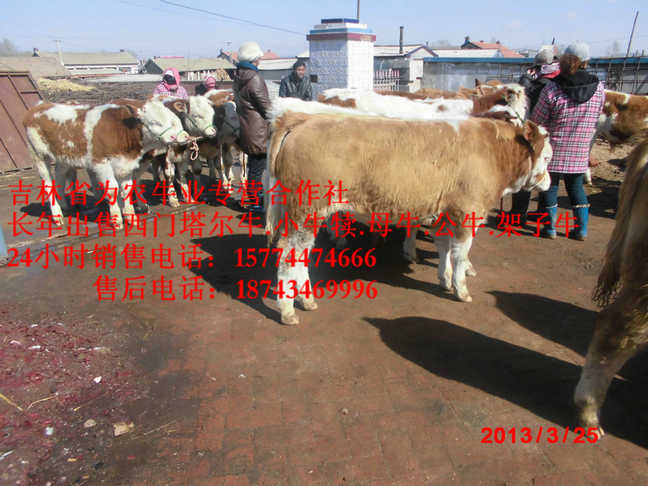 北宁市哪里有西门塔尔&nbsp;&nbsp;夏落来牛价格&nbsp;&nbsp;东北养殖合作社&nbsp;&nbsp;哪里牛源多